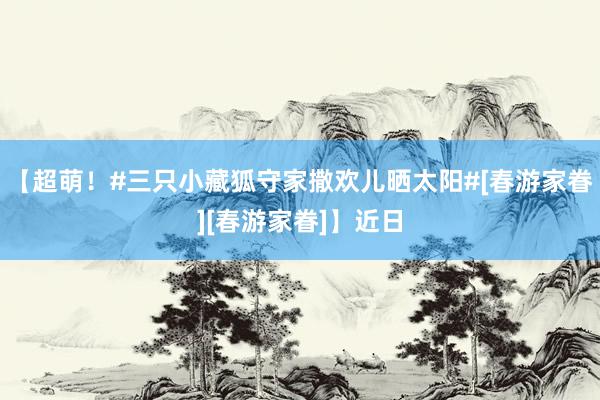 【超萌！#三只小藏狐守家撒欢儿晒太阳#[春游家眷][春游家眷]】近日